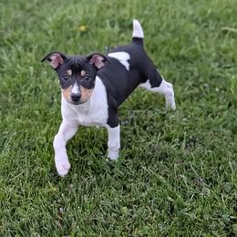 Sunny - Black white and tan male Rat Terrier puppy in Caldwell, Ohio from Forest Grove Rat Terriers