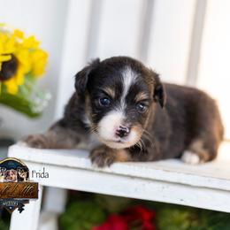 Frida - Black tri female Toy Australian Shepherd puppy in Granbury, Texas from Best Little Aussies