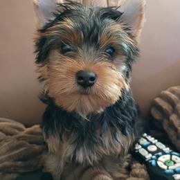 Rita - Black and tan female Yorkshire Terrier puppy in Potomac, Maryland from Fabiana's Yorkshire Terriers