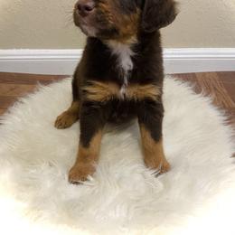 Australian Mountain Doodle, Bernedoodle, and Goldendoodle Puppies from Wynterwood Doodles
