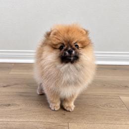 Creed - Cream sable male Pomeranian puppy in California from Petite Poms Of CA