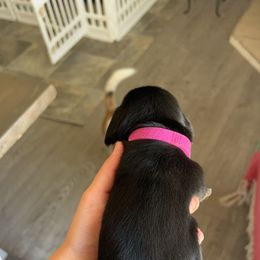 Dachshund Puppies from King Funny Farm