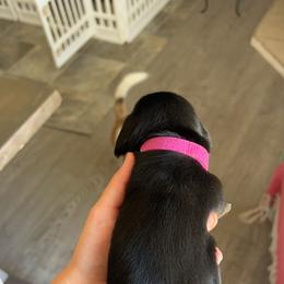 Dachshund Puppies from King Funny Farm