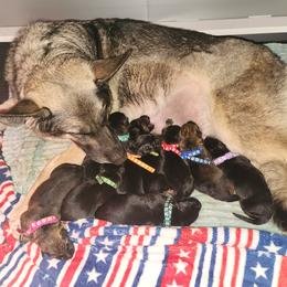 German Shepherd Puppies from Von WestLynn German Shepherds