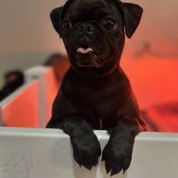 Rory - Pug