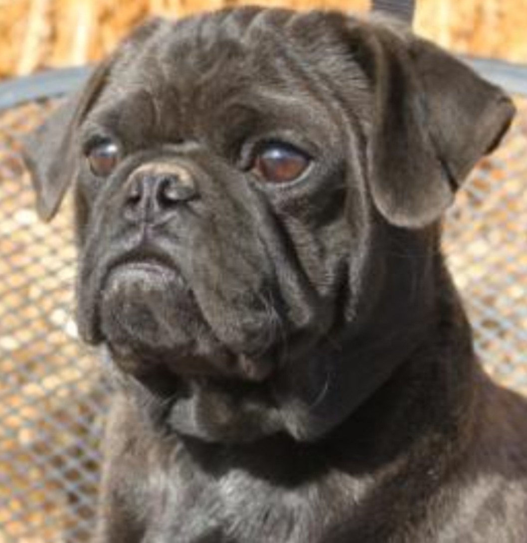 Cassanova - Pug