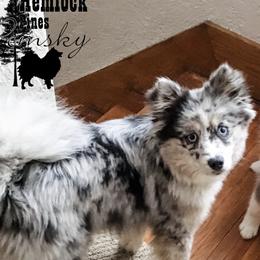 Inara - Pomsky