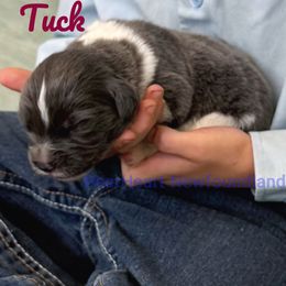 Tuck - White and gray male Newfoundland puppy in Cortez, Colorado from Bear Heart Newfoundlands, LLC