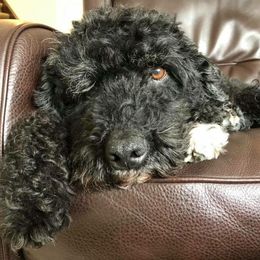 Portuguese Water Dog Puppies from Prestige Portuguese Water Dogs