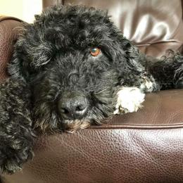 Portuguese Water Dog Puppies from Prestige Portuguese Water Dogs