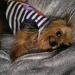 Koda - Yorkshire Terrier