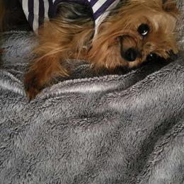 Koda - Yorkshire Terrier