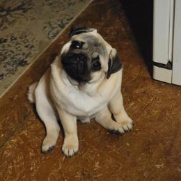 Bulldog and Pug Puppies from JR’s Pugs