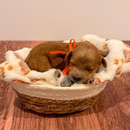 Bingo (Orange Collar Female) - Red  female Goldendoodle puppy in Santa Clara, Utah from Desert Dawn Doodles