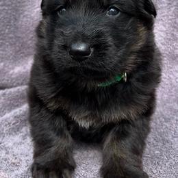 Green collar - Bi-color male German Shepherd puppy in Allentown, Pennsylvania from VMH Shepherds