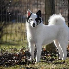 Nenet Herding Laika and Yakutian Laika Puppies from Mystic Winds Kennel