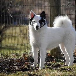 Nenet Herding Laika and Yakutian Laika Puppies from Mystic Winds Kennel