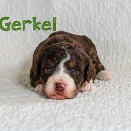 McGee - Tri-color female Bernedoodle puppy in Gentry, Arkansas from WWBar Bernedoodles