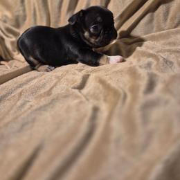 Roux - Tricolors female French Bulldog puppy in Alexander City, Alabama from Lake Martin Fancy Frenchies