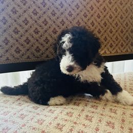 Snoopy - Aussiedoodle puppy from Friendship Family Farm AussieDoodles