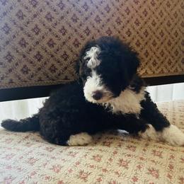 Snoopy - Aussiedoodle puppy from Friendship Family Farm AussieDoodles