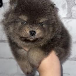 Bandit - Blue and tan male Pomeranian puppy in Perry County, Ohio from Speechless Pom’s