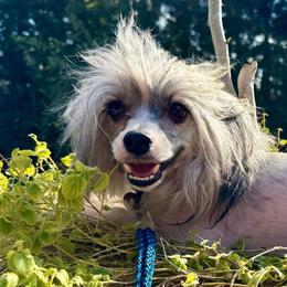Vinny - Silver male Chinese Crested puppy in Lutz, Florida from Halcyon Chinese Cresteds