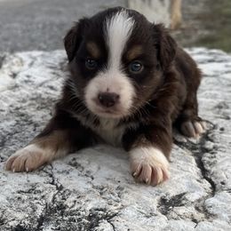Tulip - Red tri female Miniature Australian Shepherd puppy in Godley, Texas from Nana and Paws Aussies