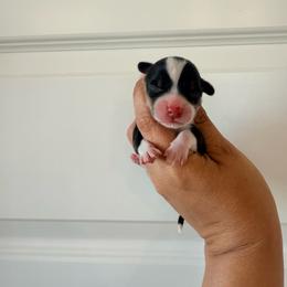 Ford - Black and tan male Pembroke Welsh Corgi puppy in Red Bluff, California from Wilder Ranch Corgis