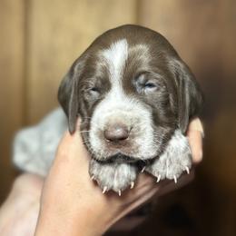 Boy 2 - male German Shorthaired Pointer puppy in Penn Valley, California from Finnan's Ranch German Shorthaired Pointers