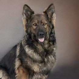 Yanni Noble G.S of Maine TKN - German Shepherd