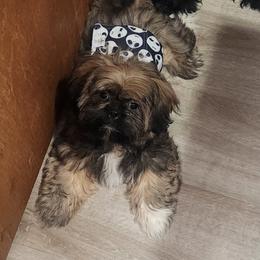 Bison - Tricolor male Shih Tzu puppy in Augusta, Maine from Zulas Shih Tzu of Maine