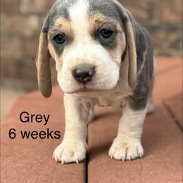 Grey AKC - Blue tan and white male Beagle puppy in Rogersville, Missouri from Hales Little Beagle Haven