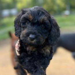 Donut - Phantom male Goldendoodle puppy in Ranger, Georgia from Muscadine Meadows Poodles and Doodles