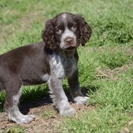 Gemma - Liver and white female English Springer Spaniel puppy in Central, South Carolina from SarMel