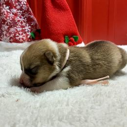 Pearl - White and red female Pembroke Welsh Corgi puppy in Fayetteville, Tennessee from Sulphur Springs Corgis