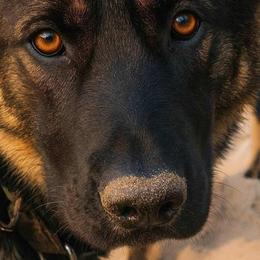 German Shepherd puppies from Von Der Havier German Shepherds