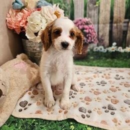 Grady - Blenheim male Cavapoo puppy in Lebanon, Missouri from Leerose Puppies