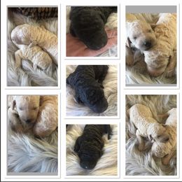 Poodle Puppies from Southern Standards Standard Poodles