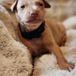 Apollo - Red golden male Pharaoh Hound puppy in Snohomish, Washington from ACE Pharaoh Hounds