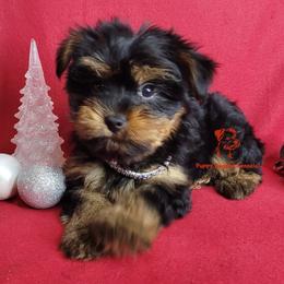 Boy 1 - male Yorkshire Terrier puppy in Fairhope, Alabama from Puppy Sugars Kennels