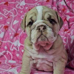 Rose - Chocolate tri-color female Bulldog puppy in Franklin Grove, Illinois from Illinois Bullies Kennel