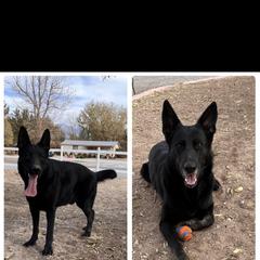 Kai - German Shepherd