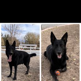 Kai - German Shepherd