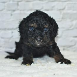 Freya - Black and tan female Cockapoo puppy in Moulton, Iowa from Shondel Puppy Paws