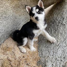 Pomsky Puppies from Periwinkle Pomskies