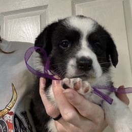 Purple girl - Black and white female Cardigan Welsh Corgi puppy in Corona, California from ChezBeale
