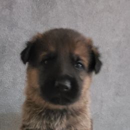 German Shepherd Puppies from Shepherd's Watch