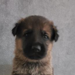 German Shepherd Puppies from Shepherd's Watch