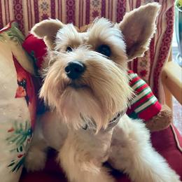 Montana Rose - Miniature Schnauzer